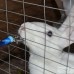 Ниппельная поилка для кроликов