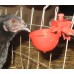 Комплект чашечных поилок для птицы «Птицепой»